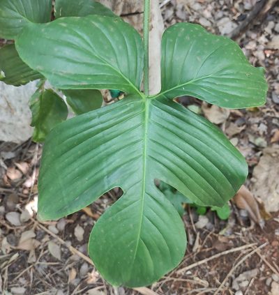 Philodendron pedatum, photographed by andré