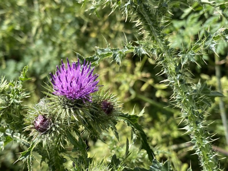Carduus crispus, photographed by David Lazarus