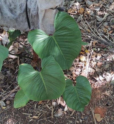 Philodendron ornatum, photographed by andré