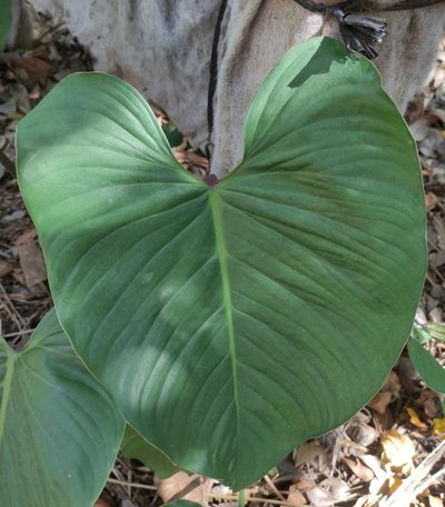 Philodendron ornatum, photographed by andré