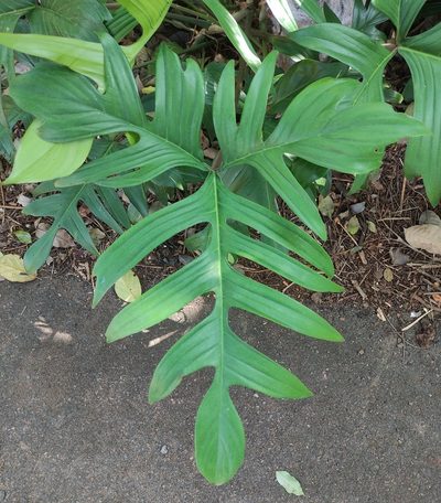 Philodendron pedatum, photographed by andré