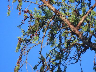 Larix laricina, photographed by Carter Dorscht
