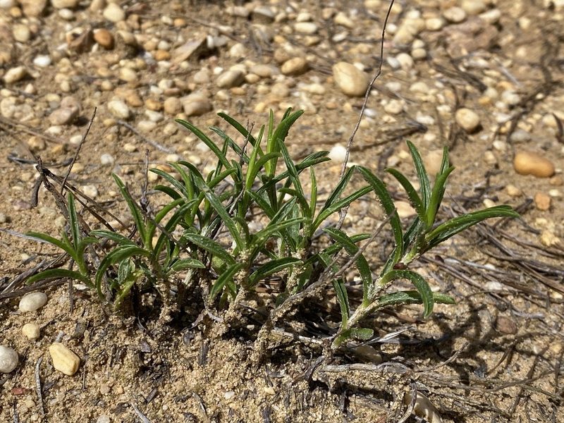 Pityopsis falcata, photographed by Jason K.