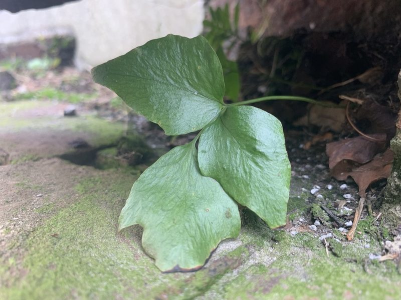 Cyrtomium falcatum, photographed by Ryan Schmidt