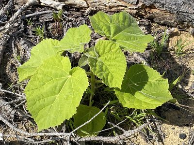 Paulownia tomentosa, photographed by Jason K.