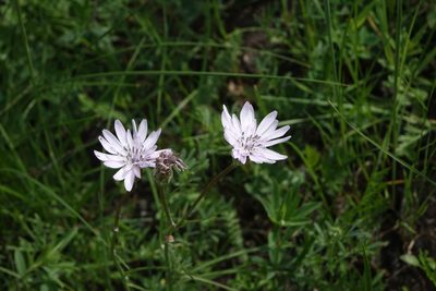 Scorzonera purpurea, photographed by Oleg Kosterin