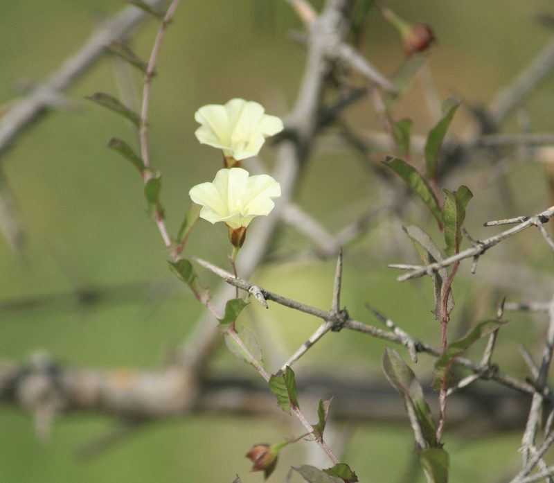 Xenostegia tridentata, photographed by Haneesh K M