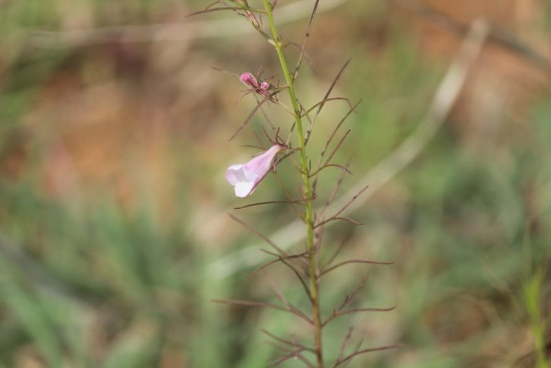 Parasopubia delphiniifolia, photographed by Haneesh K M
