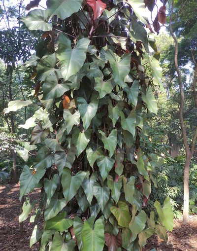 Philodendron erubescens, photographed by andré