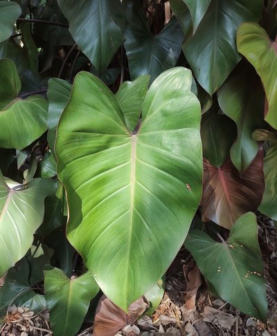 Philodendron erubescens, photographed by andré