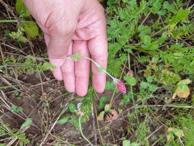 Trifolium incarnatum, photographed by Matt Schultz
