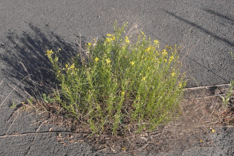 Senecio inaequidens, photographed by Nico