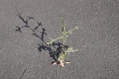 Lactuca serriola, photographed by Nico