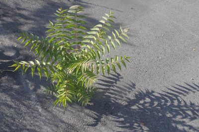 Ailanthus altissima, photographed by Nico