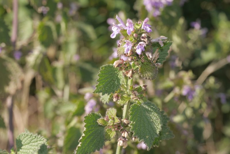 Ballota nigra, photographed by Nico