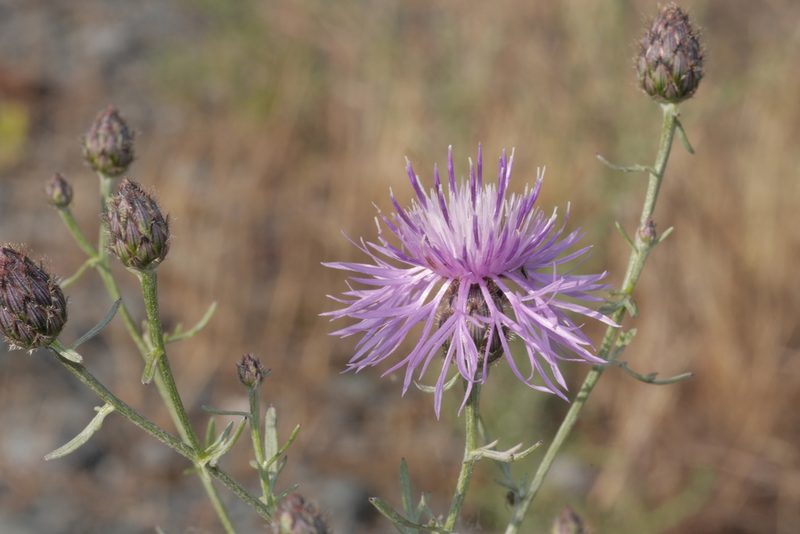 Centaurea stoebe, photographed by Nico