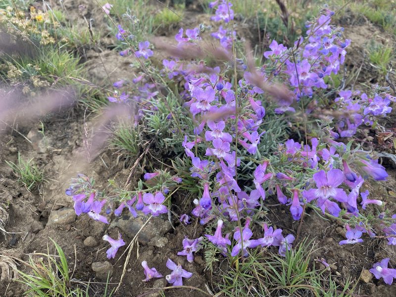Penstemon gairdneri, photographed by Mica Low