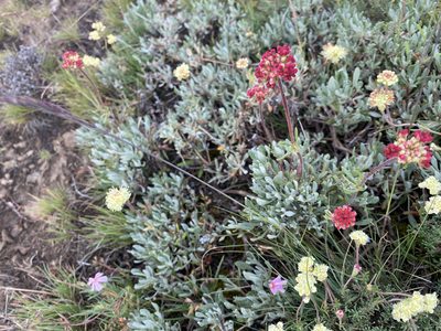 Eriogonum douglasii