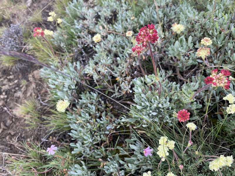 Eriogonum douglasii, photographed by Mica Low