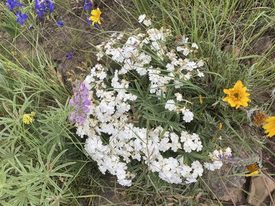 Phlox speciosa