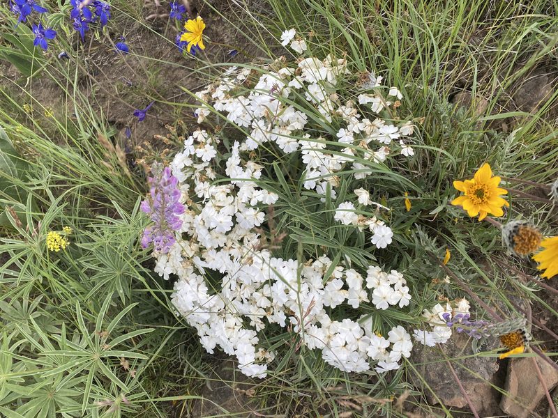 Phlox speciosa, photographed by Mica Low