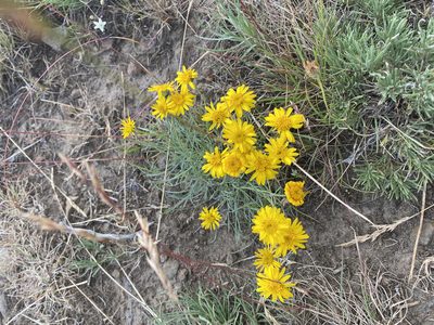 Erigeron linearis