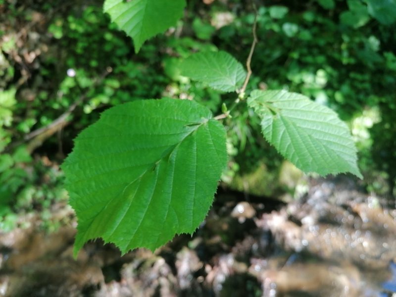 Corylus avellana, photographed by S.R.