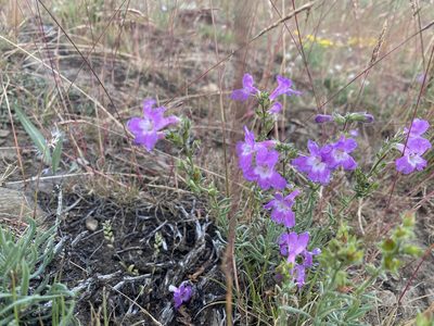 Penstemon gairdneri, photographed by Mica Low
