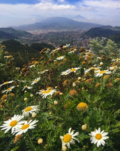 Argyranthemum broussonetii, photographed by Lawrence Hylton