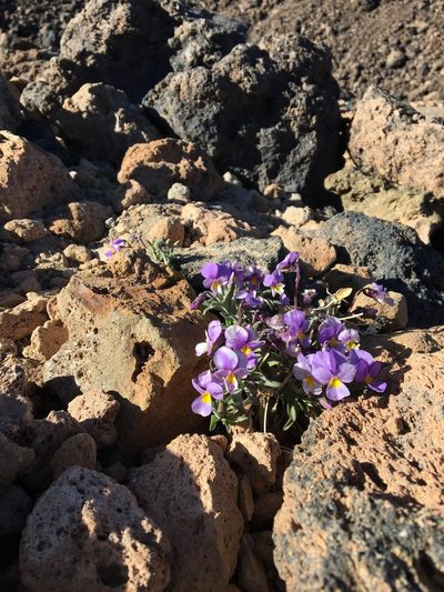 Viola cheiranthifolia, photographed by Lawrence Hylton