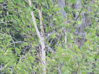 Betula papyrifera, photographed by Carter Dorscht
