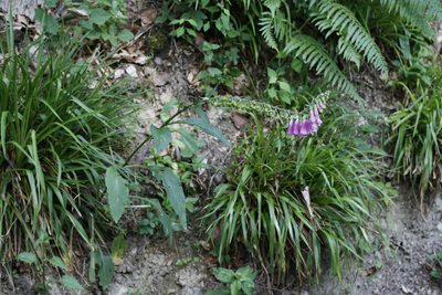 Digitalis purpurea, photographed by Patrick Meurin