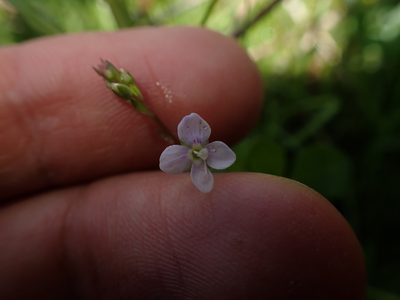 Veronica scutellata