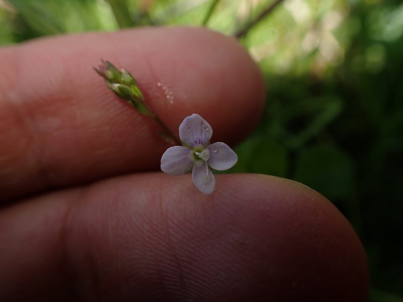 Veronica scutellata, photographed by Skjold Søndergaard