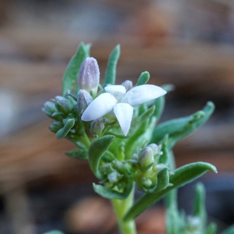 Houstonia wrightii, photographed by Andrew Tree