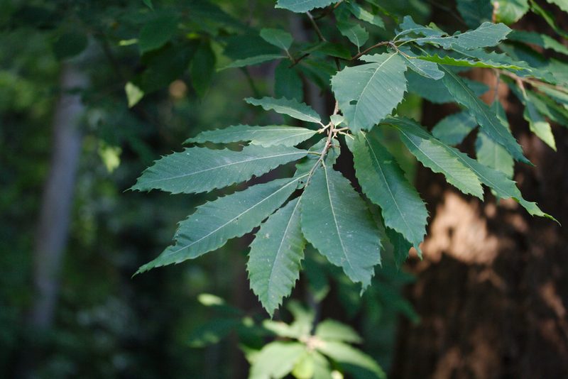 Castanea sativa, photographed by Patrick Meurin