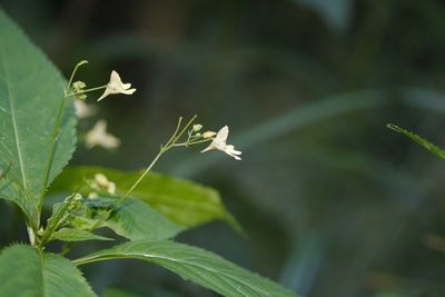 Impatiens parviflora, photographed by Patrick Meurin