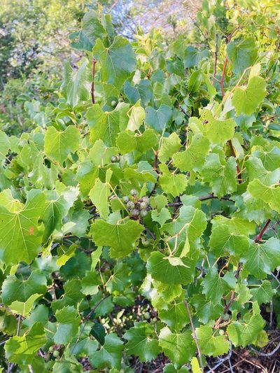 Vitis monticola, photographed by River Ahlquist
