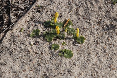 Oxalis luteola, photographed by Tony Rebelo
