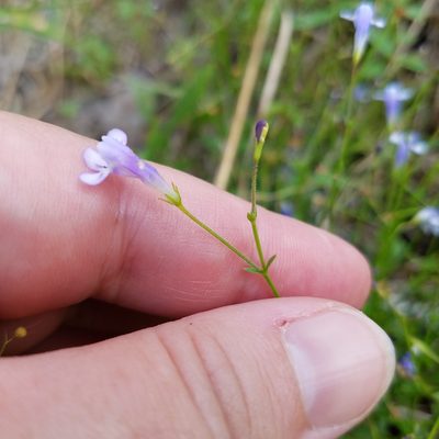 Lindernia monticola, photographed by Leila Dasher