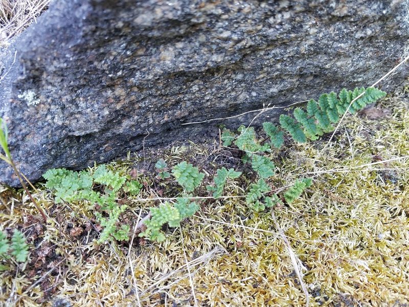 Myriopteris lanosa, photographed by Leila Dasher