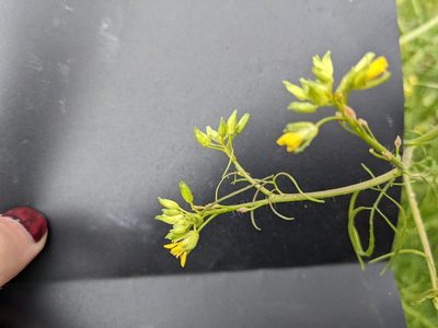 Sisymbrium altissimum
