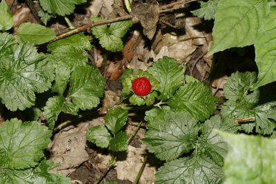 Potentilla indica, photographed by Patrick Meurin