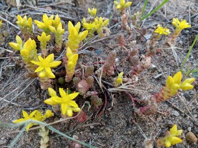 Sedum acre, photographed by Dmitry Semigradsky