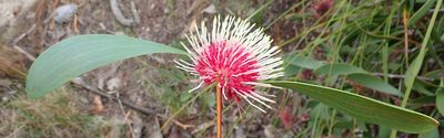 Hakea laurina, photographed by Nicola van Berkel