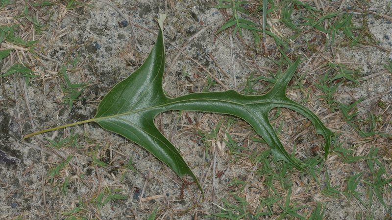 Quercus falcata, photographed by Nathan T. Jones