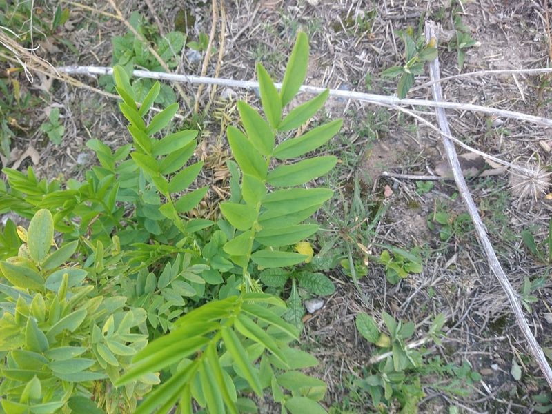 Galega officinalis, photographed by Pablo