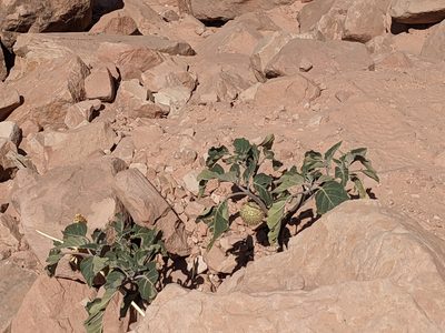 Datura wrightii, photographed by Ryan Mulqueen