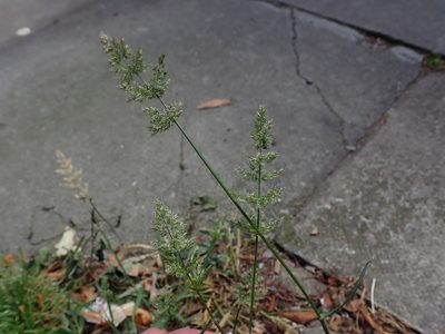 Polypogon viridis, photographed by Daniel Cahen