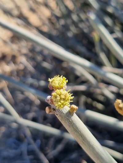 Euphorbia damarana, photographed by Marc Fradera-Soler
